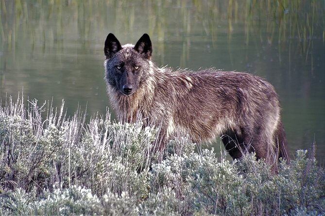 PRIVATE Wolf & Wildlife Watching in Yellowstones Lamar Valley - Booking and Availability Details