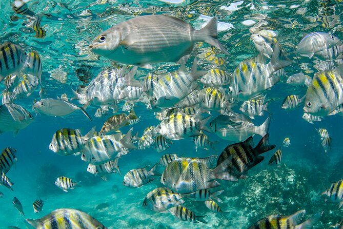 Private Yacht 48 ft Sting Ray City, Snorkel & Starfish Beach - FAQs