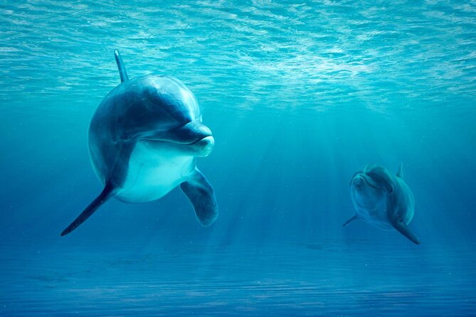 Private Yacht Cruise to Dolphin House With Lunch : Hurghada - National Park Admission