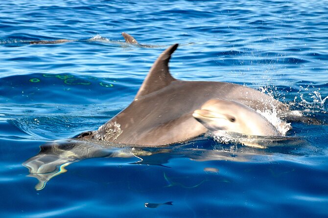 Private Yacht Excursion From Puerto Colon 3 Hours - Secluded Bays and Snorkeling