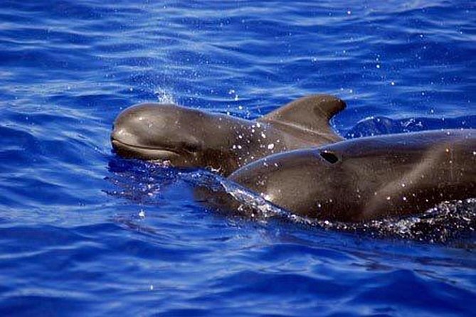 Private Yacht Tour With Whale and Dolphin Watching 33 Foot Boat - Booking Considerations