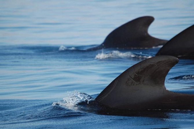 Private Yacht Tour With Whale and Dolphin Watching 33 Foot Boat - Guest Reviews