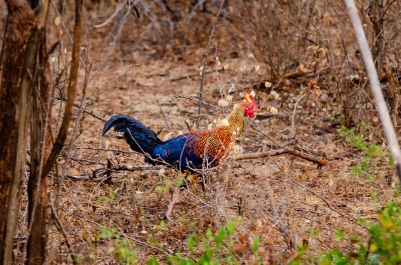 Private Yala National Park Wildlife Safari From Hambantota - Health and Safety Restrictions