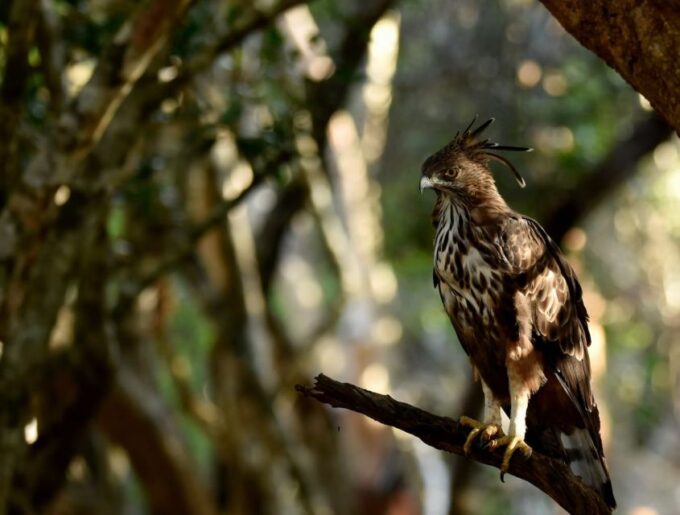 Private Yala National Park Wildlife Safari From Hambantota - Pickup Location