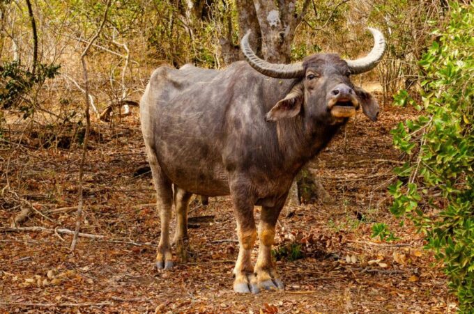 Private Yala National Park Wildlife Safari From Hambantota - Safari Duration