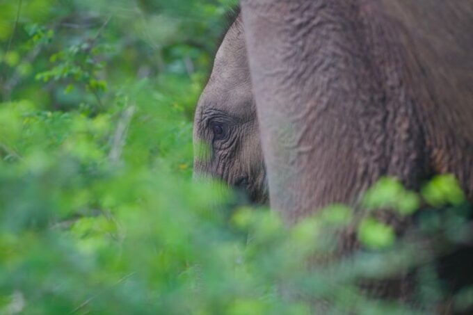 Private Yala National Park Wildlife Safari From Hambantota - Frequently Asked Questions