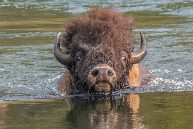 Private Yellowstone Highlights Tour - Tour Details