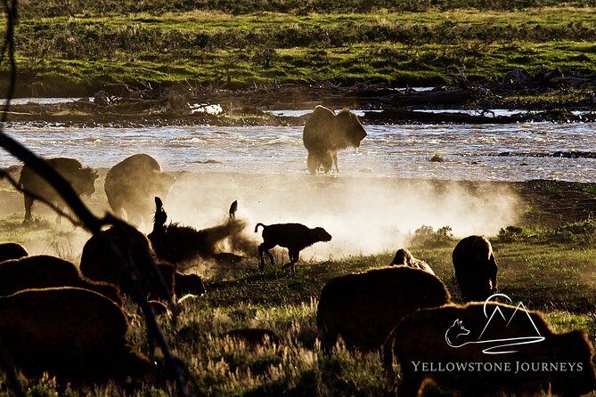 Private Yellowstone Journey From Gardiner, MT - Wildlife Spotting and Park Biodiversity