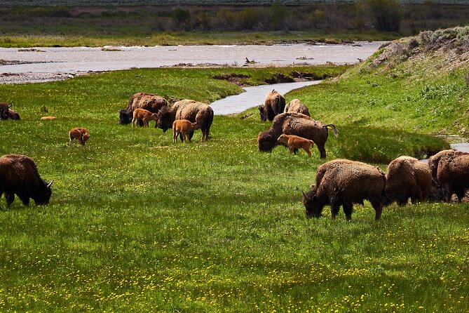 Private Yellowstone Lower Loop Tour - Inclusions and Exclusions