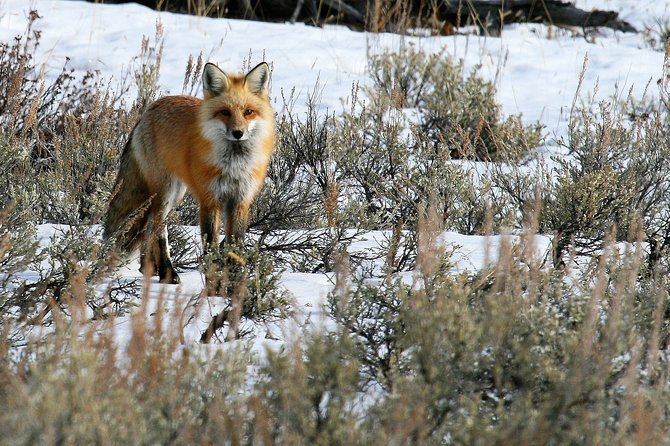 Private Yellowstone National Park Sightseeing Tour With Lunch - Tour Accessibility and Amenities