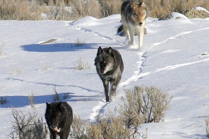 Private Yellowstone National Park Sightseeing Tour With Lunch - Detailed Itinerary