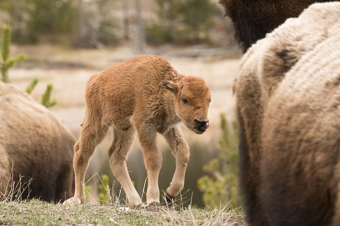 Private Yellowstone Old Faithful and Lower Loop Tour - Inclusions and Highlights
