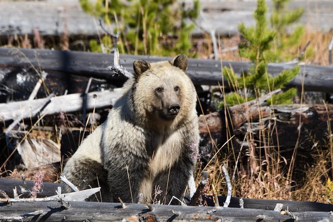 Private Yellowstone Old Faithful and Lower Loop Tour - Exploring Old Faithful