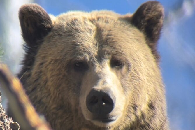 Private Yellowstone Tour: ICONIC Sites, Wildlife, Family Friendly Hikes + Lunch - Family-Friendly Hike Options