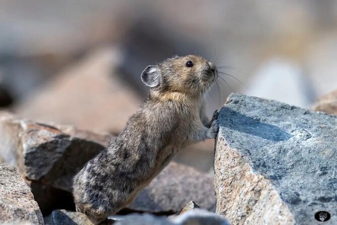 Private Yellowstone Wildlife and Photo Tour's Upper Loop Cody Wy - Inclusions and Amenities