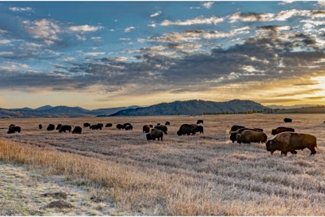 Private Yellowstone Wildlife and Photo Tour's Upper Loop Cody Wy - Reviews and Customer Feedback
