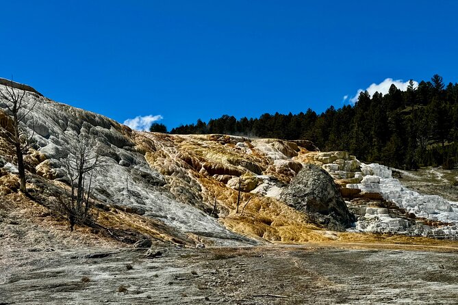 Private Yellowstone Wildlife and Photo Tour's Upper Loop Cody Wy - Booking Information and Policies
