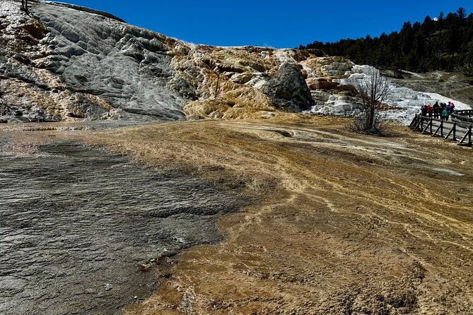 Private Yellowstone Wildlife and Photo Tour's Upper Loop Cody Wy - Exploring the Wonders of Yellowstones Upper Loop