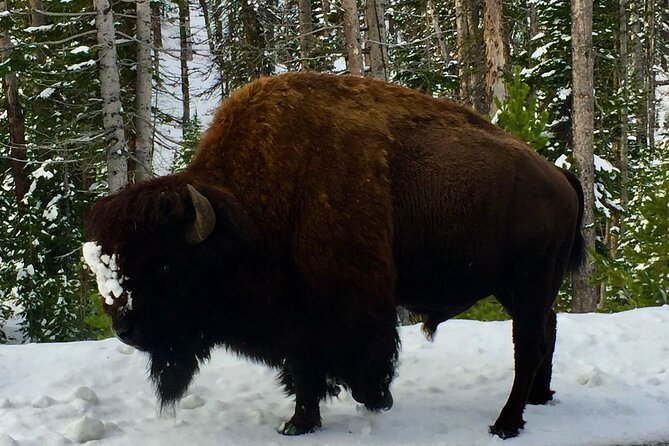 Private Yellowstone Wildlife and Photo Tour's Upper Loop Cody Wy - Photography Tips for Capturing the Beauty of Yellowstones Upper Loop