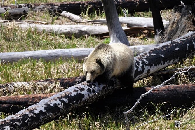 Private Yellowstone Wildlife and Photo Tours West Yellowstone - Inclusions and Amenities