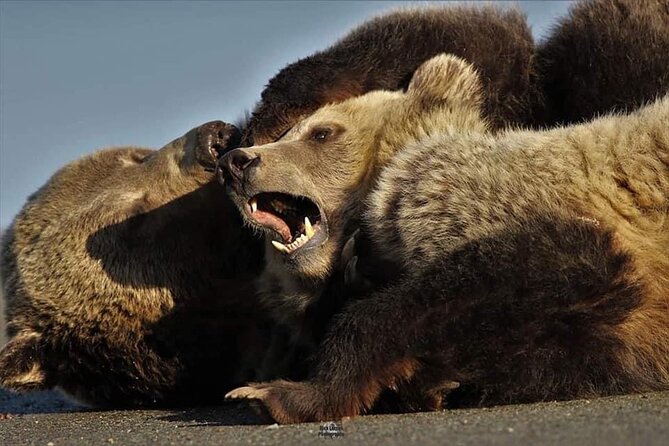 Private Yellowstone Wildlife and Photo Tours West Yellowstone - Booking Process and Payment Options