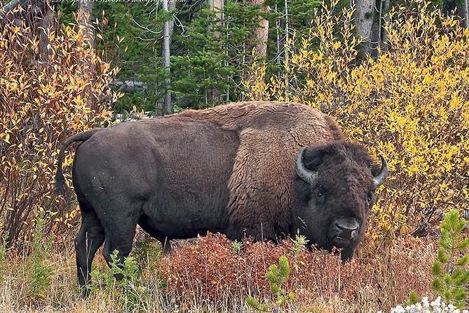 Private Yellowstone Wildlife and Photo Tours West Yellowstone - Wildlife Photography Tips for Travelers