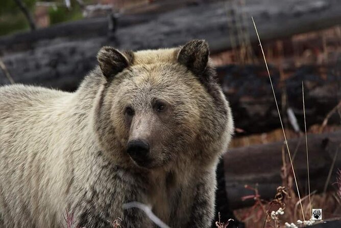 Private Yellowstone Wildlife and Photo Tours West Yellowstone - Frequently Asked Questions