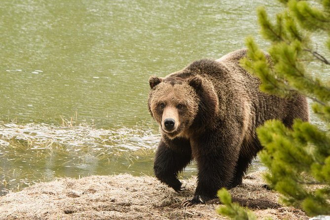 Private Yellowstone Wildlife Sightseeing Tour - Tour Highlights