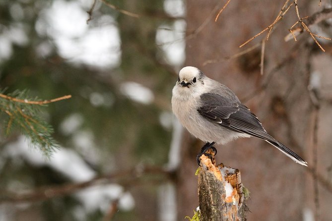 Private Yellowstone Wildlife Sightseeing Tour - Private Tour Experience