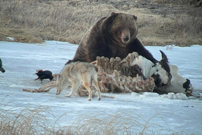 Private Yellowstone Winter Wildlife Safari Guided Tour - Meeting and Pickup
