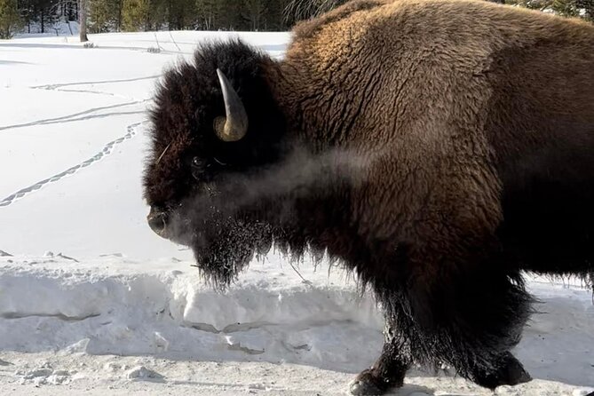 Private Yellowstone Winter Wildlife Safari Guided Tour - Wildlife Sightings