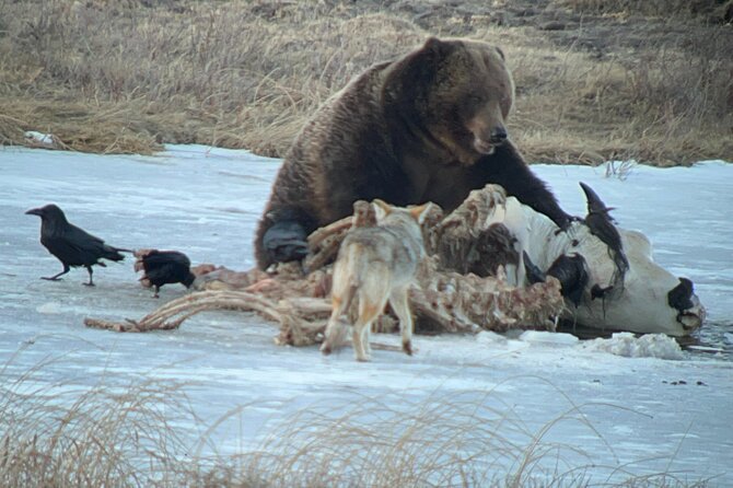 Private Yellowstone Winter Wildlife Safari Guided Tour - Clothing and Gear