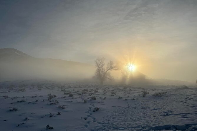 Private Yellowstone Winter Wildlife Safari Guided Tour - Booking and Cancellation