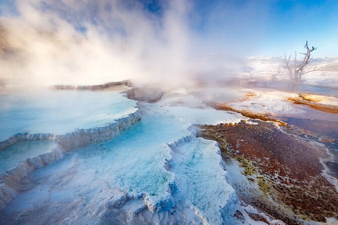 Private Yellowstone Winter Wolf Watching and Wildlife Safari - Experience Highlights