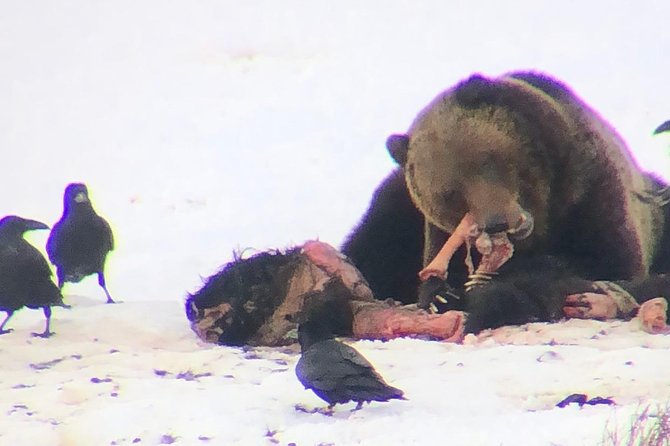 Private Yellowstone Winter Wolf Watching and Wildlife Safari - Additional Details