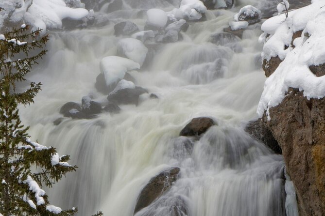 Private Yellowstone Winter Wolf Watching and Wildlife Safari - Wildlife Sightings