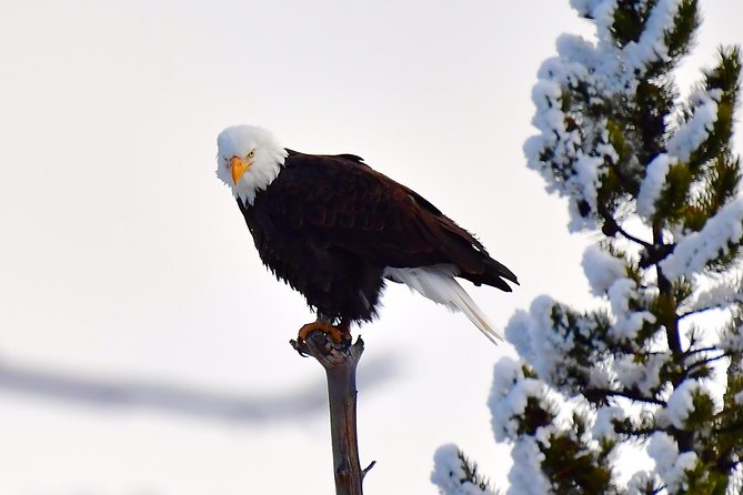 Private Yellowstone Winter Wolf Watching and Wildlife Safari - Geological Wonders