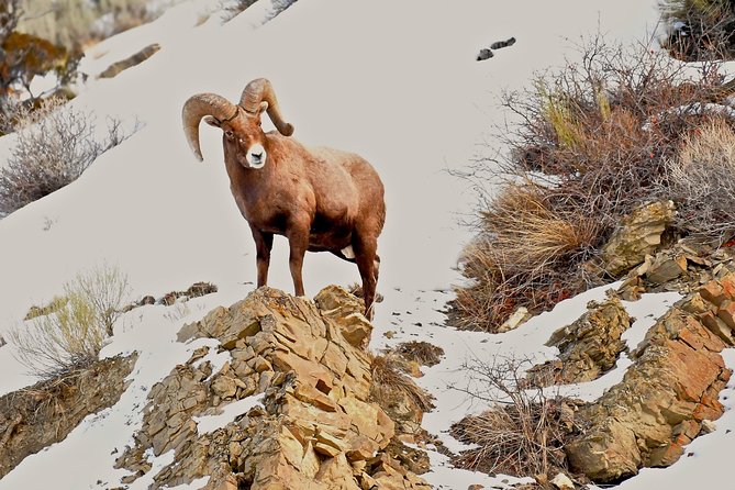 Private Yellowstone Winter Wolf Watching and Wildlife Safari - Tailored Exploration