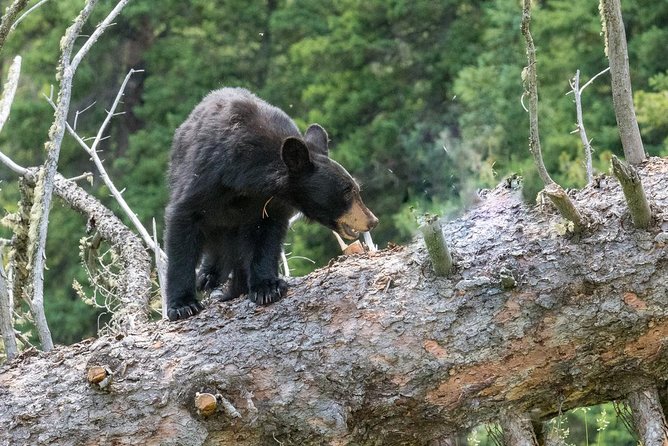 Private Yellowstone Wolf Watching & Wildlife Safari + Lunch - Meeting and Pickup