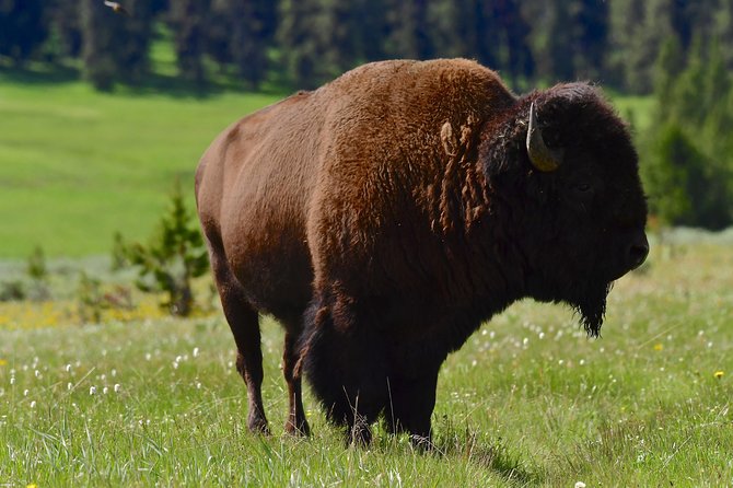 Private Yellowstone Wolf Watching & Wildlife Safari + Lunch - Additional Information