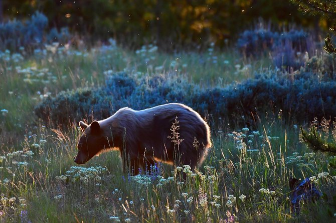Private Yellowstone Wolf Watching & Wildlife Safari + Lunch - Destination Highlights