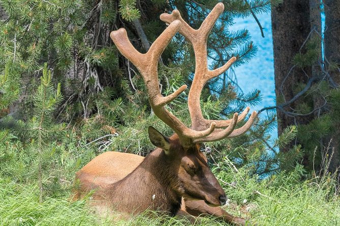 Private Yellowstone Wolf Watching & Wildlife Safari + Lunch - Wildlife Viewing