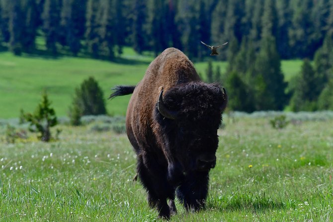 Private Yellowstone Wolf Watching & Wildlife Safari + Lunch - Gourmet Lunch