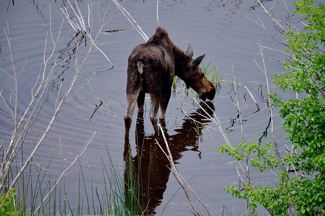 Private Yellowstone Wolf Watching & Wildlife Safari + Lunch - Exceptional Reviews