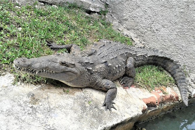 Private YS Falls and Black River Safari From Negril - Tips for a Great Experience
