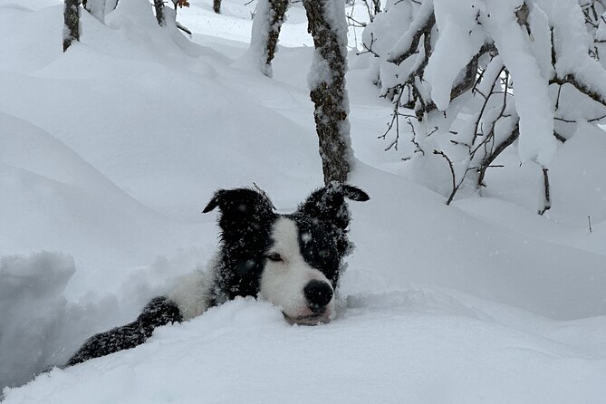 Privately Guided Snowshoe Experience - Booking and Confirmation