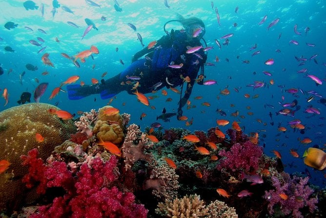 Professional 2 Stops Scuba Diving Full Day Boat Trip - Hurghada - Scuba Diving Experience