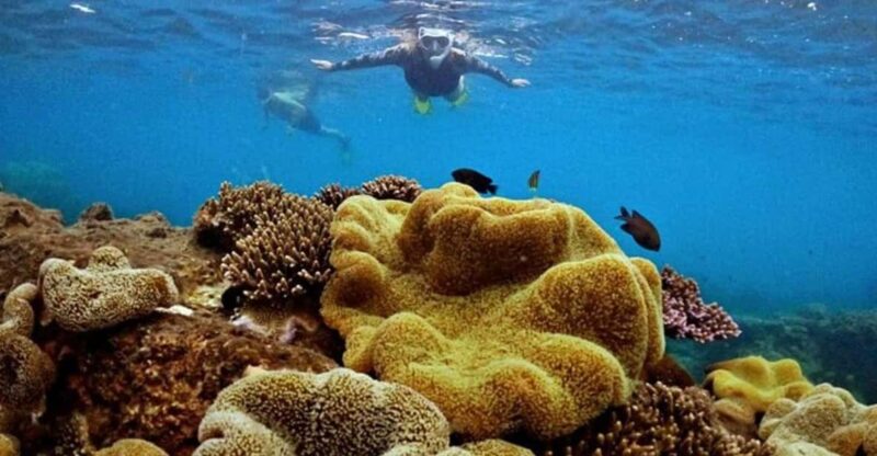 PROFESSIONAL SNORKELING to Explore Coral Spots in Phu Quoc - Inclusions