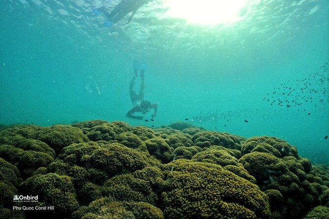 PROFESSIONAL SNORKELING to Explore Hidden Coral Spots (MAX 9 PAX) - Accessibility and Recommendations