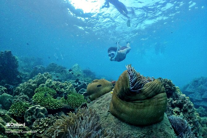 PROFESSIONAL SNORKELING to Explore Hidden Coral Spots (MAX 9 PAX) - English-speaking Underwater Guide